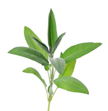 Beyaz arka planda izole edilmiş taze adaçayı dalı. Salvia Officinalis ayrılıyor. Tıbbi ve aşçı bitkisi. Kesme yolu