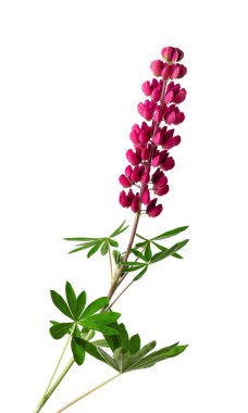 Kırmızı lupin çiçeği beyaz arka planda izole edilmiş. Renkli lupinler, bahar çiçekleri