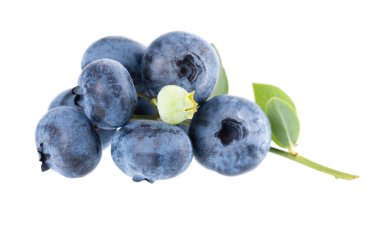 Beyaz arkaplanda yaban mersini dalı var. Yaban mersini ya da yeşil yapraklı yabanmersini. Kesme yolu