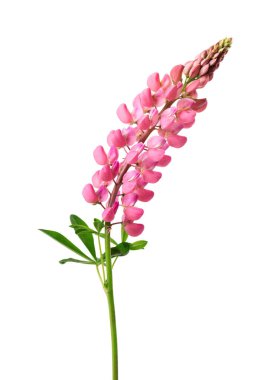 Beyaz arka planda izole edilmiş pembe lupin çiçeği. Renkli lupinler, bahar çiçekleri