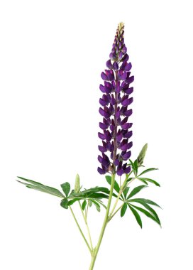 Mor lupin çiçekleri beyaz arka planda izole edilmiş. Renkli lupinler, bahar çiçekleri