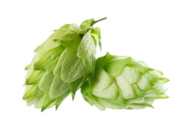 Taze yeşil zıpzıp dalı, beyaz arka planda izole edilmiş. Yapraklı kozalaklar. Organik Hop Çiçekleri. Kesme yolu