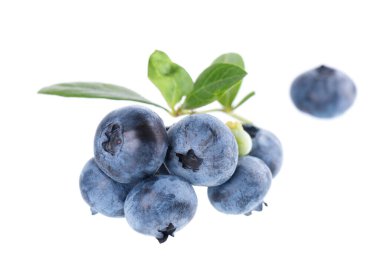 Beyaz arkaplanda yaban mersini dalı var. Yaban mersini ya da yeşil yapraklı yabanmersini. Kesme yolu