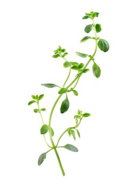 Beyaz arka planda izole edilmiş taze kekik filizi. Limonlu kekik ya da timüs sitriodorusu. Tıbbi ve aşçı bitkisi. Kesme yolu