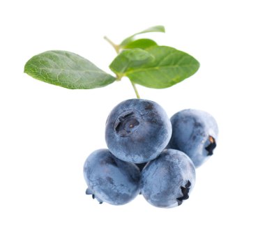 Beyaz arkaplanda yaban mersini dalı var. Yaban mersini ya da yeşil yapraklı yabanmersini. Kesme yolu