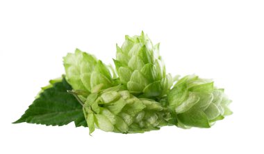 Taze yeşil zıpzıp dalı, beyaz arka planda izole edilmiş. Yapraklı kozalaklar. Organik Hop Çiçekleri. Kesme yolu