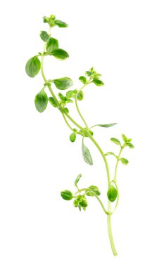 Beyaz arka planda izole edilmiş taze kekik filizi. Limonlu kekik ya da timüs sitriodorusu. Tıbbi ve aşçı bitkisi. Kesme yolu