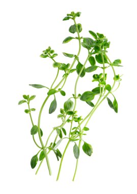 Beyaz arka planda izole edilmiş taze kekik filizi. Limonlu kekik ya da timüs sitriodorusu. Tıbbi ve aşçı bitkisi. Kesme yolu