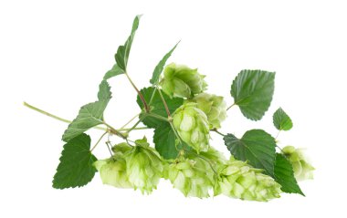 Taze yeşil zıpzıp dalı, beyaz arka planda izole edilmiş. Yapraklı kozalaklar. Organik Hop Çiçekleri. Kesme yolu