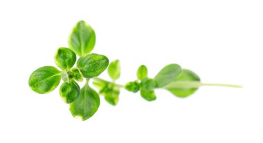 Beyaz arka planda izole edilmiş taze kekik filizi. Limonlu kekik ya da timüs sitriodorusu. Tıbbi ve aşçı bitkisi. Kesme yolu