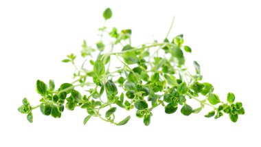 Beyaz arka planda izole edilmiş taze kekik filizi. Limonlu kekik ya da timüs sitriodorusu. Tıbbi ve aşçı bitkisi. Kesme yolu