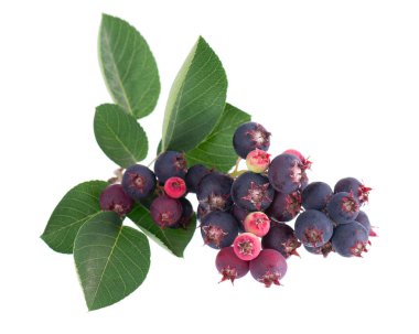 Beyaz arka planda yeşil yapraklı servis üzümü. Saskatoon, amelanchier, shadbush, juneberry, irga veya böğürtlen