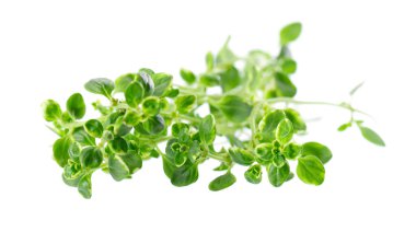 Beyaz arka planda izole edilmiş taze kekik filizi. Limonlu kekik ya da timüs sitriodorusu. Tıbbi ve aşçı bitkisi. Kesme yolu