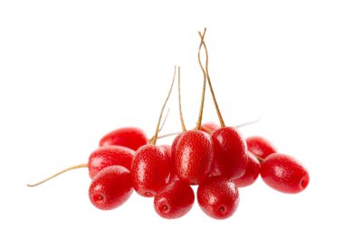 Elaeagnus multiflora beyaz arka planda izole edilmiş. Kirazlı elaeagnus veya kirazlı gümüşüzümü. Goumi mi veya gumi berry. Kesme yolu