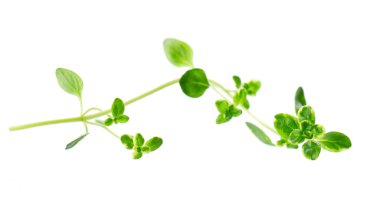 Beyaz arka planda izole edilmiş taze kekik filizi. Limonlu kekik ya da timüs sitriodorusu. Tıbbi ve aşçı bitkisi. Kesme yolu