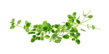 Beyaz arka planda izole edilmiş taze kekik filizi. Limonlu kekik ya da timüs sitriodorusu. Tıbbi ve aşçı bitkisi. Kesme yolu