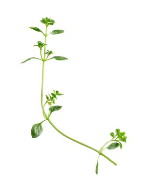 Beyaz arka planda izole edilmiş taze kekik filizi. Limonlu kekik ya da timüs sitriodorusu. Tıbbi ve aşçı bitkisi. Kesme yolu