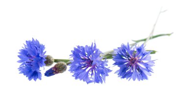 Beyaz arka plan kesme izole mavi Peygamber Çiçeği bitki veya lisans düğmesini çiçek buketi