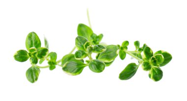 Beyaz arka planda izole edilmiş taze kekik filizi. Limonlu kekik ya da timüs sitriodorusu. Tıbbi ve aşçı bitkisi. Kesme yolu