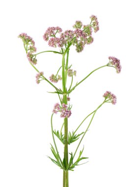 Beyaz arka planda izole edilmiş kediotu çiçekleri. Valeriana officinalis. Şifalı bitkiler.