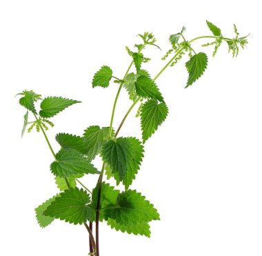 Nettle bitkisi beyaz arka planda izole edilmiş. Isırgan otu, ısırgan otu, ısırgan otu ya da Urtica dioica. Tıbbi ve aşçı bitkisi. Kesme yolu