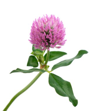 Yonca çiçeği beyaz arka planda izole edilmiş. Yeşil yapraklı bir sapta pembe yonca. Şifalı bitki.