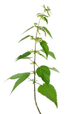 Nettle bitkisi beyaz arka planda izole edilmiş. Isırgan otu, ısırgan otu, ısırgan otu ya da Urtica dioica. Tıbbi ve aşçı bitkisi. Kesme yolu