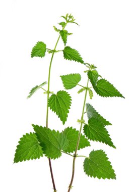 Nettle bitkisi beyaz arka planda izole edilmiş. Isırgan otu, ısırgan otu, ısırgan otu ya da Urtica dioica. Tıbbi ve aşçı bitkisi. Kesme yolu