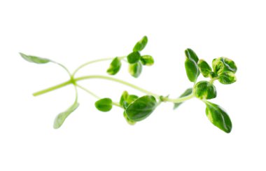 Beyaz arka planda izole edilmiş taze kekik filizi. Limonlu kekik ya da timüs sitriodorusu. Tıbbi ve aşçı bitkisi. Kesme yolu