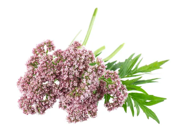 Beyaz arka planda izole edilmiş kediotu çiçekleri. Valeriana officinalis. Şifalı bitkiler.