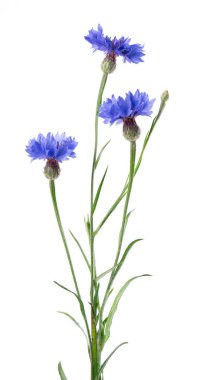 Mavi Cornflower beyaz arka planda izole edilmiş. Centaurea siyanüsü ya da bekarlar için düğme çiçeği