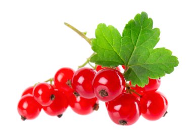 Beyaz arka planda kırmızı frenk üzümü izole edilmiş. Frenk üzümü ya da yeşil yapraklı olgun böğürtlen.