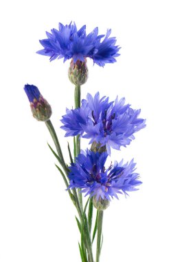 Mavi Cornflower beyaz arka planda izole edilmiş. Centaurea siyanüsü ya da bekarlar için düğme çiçeği