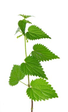 Nettle bitkisi beyaz arka planda izole edilmiş. Isırgan otu, ısırgan otu, ısırgan otu ya da Urtica dioica. Tıbbi ve aşçı bitkisi. Kesme yolu