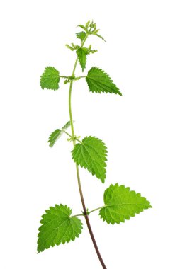 Nettle bitkisi beyaz arka planda izole edilmiş. Isırgan otu, ısırgan otu, ısırgan otu ya da Urtica dioica. Tıbbi ve aşçı bitkisi. Kesme yolu
