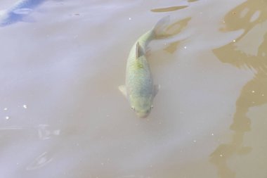 Balikligol (balık Gölü) ve Rizvaniye Camii Sanlurfa, Türkiye 'de güzel gün batımı manzaralı.
