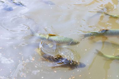 Balikligol (balık Gölü) ve Rizvaniye Camii Sanlurfa, Türkiye 'de güzel gün batımı manzaralı.