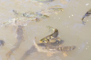 Balikligol (balık Gölü) ve Rizvaniye Camii Sanlurfa, Türkiye 'de güzel gün batımı manzaralı.