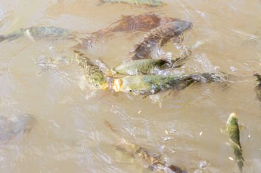Balikligol (balık Gölü) ve Rizvaniye Camii Sanlurfa, Türkiye 'de güzel gün batımı manzaralı.