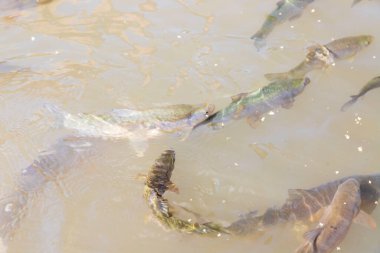 Balikligol (balık Gölü) ve Rizvaniye Camii Sanlurfa, Türkiye 'de güzel gün batımı manzaralı.