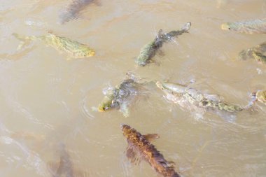 Balikligol (Balik Gölü) ve Rizvaniye Camii Sanlurfa, Türkiye 'de güzel gün batımı manzaralı.