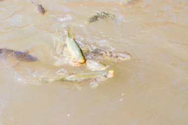Balikligol (Balik Gölü) ve Rizvaniye Camii Sanlurfa, Türkiye 'de güzel gün batımı manzaralı.