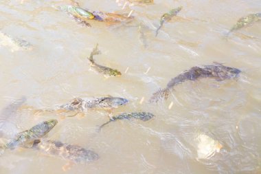 Balikligol (Balik Gölü) ve Rizvaniye Camii Sanlurfa, Türkiye 'de güzel gün batımı manzaralı.