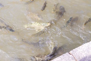Balikligol (Balik Gölü) ve Rizvaniye Camii Sanlurfa, Türkiye 'de güzel gün batımı manzaralı.