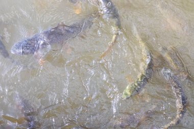 Balikligol (Balık Gölü) ve Rizvaniye Camii Sanlurfa, Türkiye 'de güzel gün batımı manzaralı.