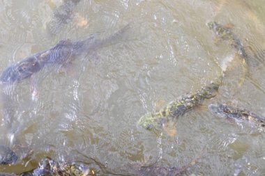 Balikligol (Balık Gölü) ve Rizvaniye Camii Sanlurfa, Türkiye 'de güzel gün batımı manzaralı.