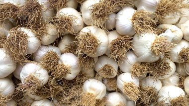 Sahada taze sarımsak istiflenmiş.