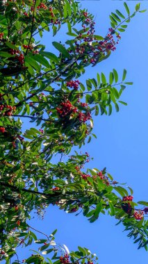 Prunus laurocerasus veya Otto Luyken (kara yemis) meyveleri doğadan toplanır