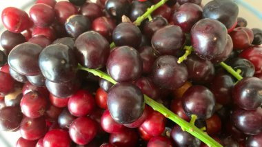 Prunus laurocerasus veya Otto Luyken (kara yemis) meyveleri doğadan toplanır