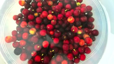 Prunus laurocerasus veya Otto Luyken (kara yemis) meyveleri doğadan toplanır